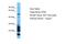 Netrin 5 antibody, A19503, Boster Biological Technology, Western Blot image 