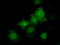 Tubulin Tyrosine Ligase Like 12 antibody, TA500780, Origene, Immunofluorescence image 