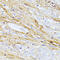 RGD-CAP antibody, 18-712, ProSci, Immunohistochemistry frozen image 