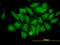 E3 ubiquitin/ISG15 ligase TRIM25 antibody, LS-B12178, Lifespan Biosciences, Immunofluorescence image 