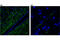 Proopiomelanocortin antibody, 23499S, Cell Signaling Technology, Flow Cytometry image 