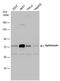 Optineurin antibody, PA5-78311, Invitrogen Antibodies, Western Blot image 