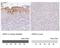 Uroplakin 2 antibody, NBP2-38904, Novus Biologicals, Immunohistochemistry paraffin image 