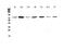 Annexin A6 antibody, A03735, Boster Biological Technology, Western Blot image 