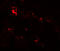 IRT1 antibody, A03886, Boster Biological Technology, Immunofluorescence image 