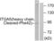 Integrin Subunit Alpha 5 antibody, abx015590, Abbexa, Western Blot image 