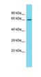 Nuclear Factor, Erythroid 2 Like 2 antibody, orb324680, Biorbyt, Western Blot image 