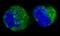 BCR Activator Of RhoGEF And GTPase antibody, NBP1-19097, Novus Biologicals, Immunocytochemistry image 