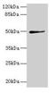 Thyroid Hormone Receptor Interactor 13 antibody, LS-C377544, Lifespan Biosciences, Western Blot image 
