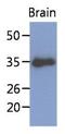 Kruppel Like Factor 7 antibody, GTX53734, GeneTex, Western Blot image 