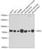 Glycerol-3-Phosphate Dehydrogenase 2 antibody, GTX33225, GeneTex, Western Blot image 