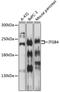 Integrin Subunit Beta 4 antibody, 13-306, ProSci, Western Blot image 