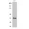 Cyclin Dependent Kinase 1 antibody, LS-C380649, Lifespan Biosciences, Western Blot image 