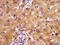 NADH:Ubiquinone Oxidoreductase Complex Assembly Factor 2 antibody, CSB-PA836643LA01HU, Cusabio, Immunohistochemistry frozen image 