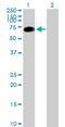 SRSF Protein Kinase 3 antibody, H00026576-B01P, Novus Biologicals, Western Blot image 