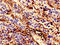 Branched Chain Amino Acid Transaminase 1 antibody, LS-C396248, Lifespan Biosciences, Immunohistochemistry paraffin image 