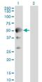 Septin 10 antibody, H00151011-M01, Novus Biologicals, Western Blot image 