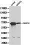Caspase 10 antibody, LS-C192245, Lifespan Biosciences, Western Blot image 