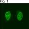 Nuclear Receptor Corepressor 2 antibody, NB300-568, Novus Biologicals, Immunofluorescence image 