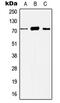 Histone Deacetylase 10 antibody, MBS822243, MyBioSource, Western Blot image 