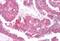 Transient Receptor Potential Cation Channel Subfamily M Member 4 antibody, MBS247560, MyBioSource, Immunohistochemistry frozen image 