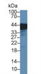 Uroplakin 3A antibody, LS-C718767, Lifespan Biosciences, Western Blot image 