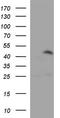 Cyclin B2 antibody, TA590623, Origene, Western Blot image 