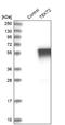 Tektin 2 antibody, NBP1-86955, Novus Biologicals, Western Blot image 