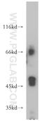 Connexin-43 antibody, 15386-1-AP, Proteintech Group, Western Blot image 