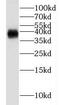 Transcription Elongation Factor A3 antibody, FNab08546, FineTest, Western Blot image 