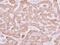 Ribosomal Protein L15 antibody, PA5-27543, Invitrogen Antibodies, Immunohistochemistry paraffin image 