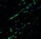 B-cell CLL/lymphoma 9-like protein antibody, A05905-1, Boster Biological Technology, Immunofluorescence image 