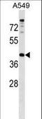 Progestin And AdipoQ Receptor Family Member 7 antibody, LS-C163362, Lifespan Biosciences, Western Blot image 