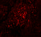 Breast Carcinoma Amplified Sequence 4 antibody, 5631, ProSci, Immunofluorescence image 