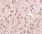 Nipsnap Homolog 3A antibody, NBP1-76968, Novus Biologicals, Immunohistochemistry paraffin image 