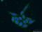 Sterol Regulatory Element Binding Transcription Factor 1 antibody, 14088-1-AP, Proteintech Group, Immunofluorescence image 