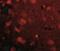 SLIT And NTRK Like Family Member 4 antibody, NBP1-76875, Novus Biologicals, Immunofluorescence image 