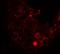 Histone Deacetylase 6 antibody, LS-C336188, Lifespan Biosciences, Immunohistochemistry paraffin image 