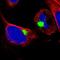 Interleukin 17 Receptor E antibody, NBP1-93925, Novus Biologicals, Immunofluorescence image 