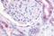Prostaglandin E Receptor 2 antibody, NBP1-02359, Novus Biologicals, Immunohistochemistry frozen image 