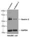 Sestrin-2 antibody, 66297-1-Ig, Proteintech Group, Western Blot image 
