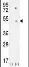 Paraoxonase 1 antibody, PA5-24178, Invitrogen Antibodies, Western Blot image 