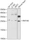 Ring Finger Protein 166 antibody, 14-537, ProSci, Western Blot image 