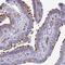 Tetratricopeptide Repeat Domain 30A antibody, PA5-62550, Invitrogen Antibodies, Immunohistochemistry frozen image 