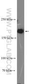 RPTOR Independent Companion Of MTOR Complex 2 antibody, 27248-1-AP, Proteintech Group, Western Blot image 