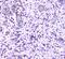 Lectin, Mannose Binding 1 antibody, A03628-1, Boster Biological Technology, Immunohistochemistry frozen image 