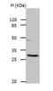 APAF1 Interacting Protein antibody, TA322340, Origene, Western Blot image 