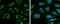 Iron-Sulfur Cluster Assembly Enzyme antibody, GTX115709, GeneTex, Immunocytochemistry image 