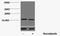 Histone Cluster 4 H4 antibody, A68334-100, Epigentek, Western Blot image 