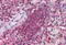 Cerebral Dopamine Neurotrophic Factor antibody, MBS242186, MyBioSource, Immunohistochemistry paraffin image 
